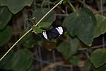 Schmetterlinge